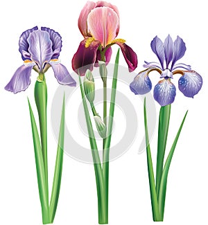 Flowers of iris photo
