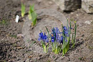 Flowers Irises bloom