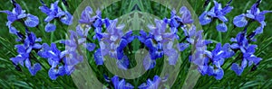 Flowers irises. Bloom. Colors of summer. Petals of flowers. Blue. Bright. Drops of dew branch