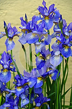 Flowers irises. Bloom. Colors of summer. Petals of flowers. Bright. Drops of dew branch