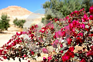 Flowers in Israeli Negev Desert