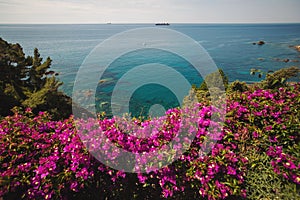 Flowers on Italian Coast in Liguria. pink bougainvillea with blue sea in the background