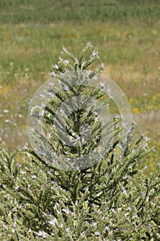 Flowers of the Italian viper\'s bugloss