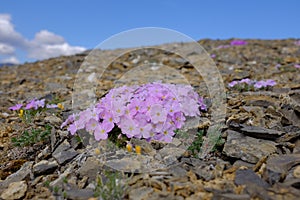 Flowers of Ivvavik National Park