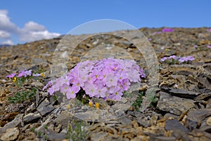 Flowers of Ivvavik National Park photo