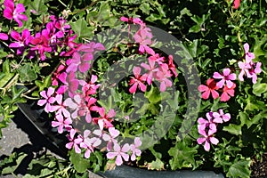 Flowers of ivy-leaved geranium in various shades of pink