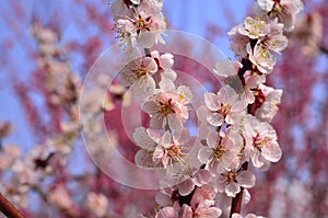 Flowers of Japanese apricot, Kyoto Japan