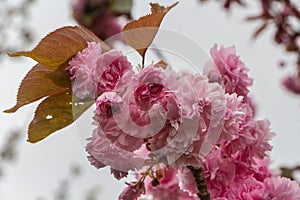 Flowers of japanese cherry tree