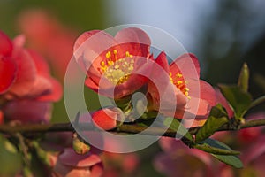 Flowers of japanese quince tree - symbol of spring, macro shot w