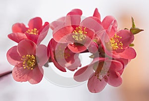 Flowers of japanese quince tree - symbol of spring, macro shot w