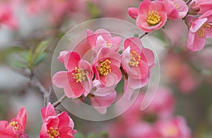 Flowers of japanese quince tree - symbol of spring, macro shot w