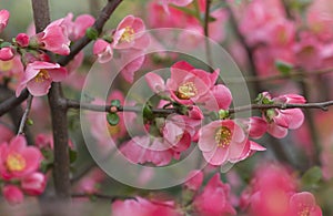 Flowers of japanese quince tree - symbol of spring, macro shot w