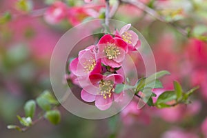 Flowers of japanese quince tree - symbol of spring, macro shot w