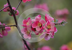 Flowers of japanese quince tree - symbol of spring, macro shot w