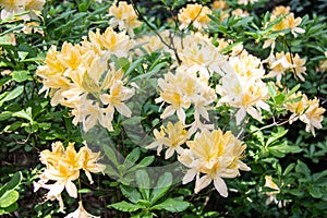 Flowers of Japanese Rhododendron - deciduous shrub, subspecies of Rhododendron molle.