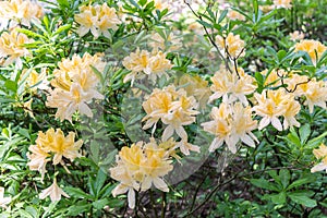 Flowers of Japanese Rhododendron - deciduous shrub, subspecies of Rhododendron molle.