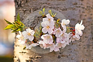 Flowers of japanese `Somei Yoshino` cherry blossom tree photo