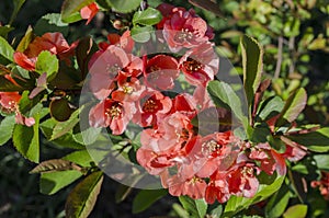 Flowers of Japonica tree