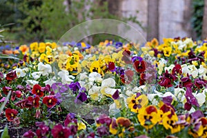 Flowers of Jardins dels Alemanys photo