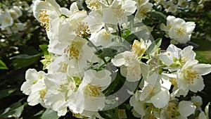 Flowers of Jasmin tree