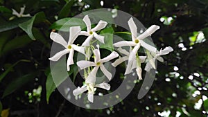 Jasmine, beautiful fragrant flowers.