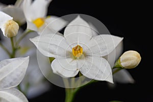 Flowers of a jasmine nightshade, Solanum laxum