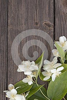 Flowers of jasmine on wooden background