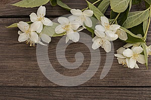 Flowers of jasmine on wooden background