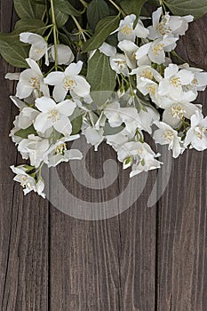 Flowers of jasmine on wooden background