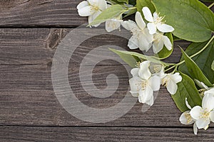 Flowers of jasmine on wooden background