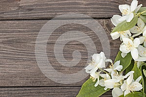 Flowers of jasmine on wooden background