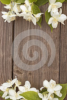 Flowers of jasmine on wooden background