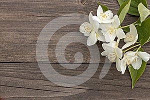 Flowers of jasmine on wooden background