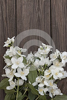 Flowers of jasmine on wooden background