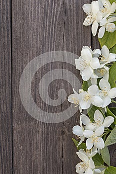 Flowers of jasmine on wooden background