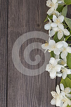 Flowers of jasmine on wooden background