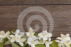 Flowers of jasmine on wooden background