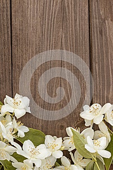 Flowers of jasmine on wooden background