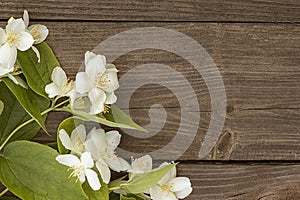 Flowers of jasmine on wooden background