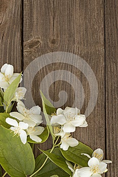 Flowers of jasmine on wooden background