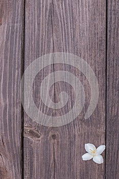 Flowers of jasmine on wooden background