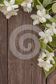 Flowers of jasmine on wooden background