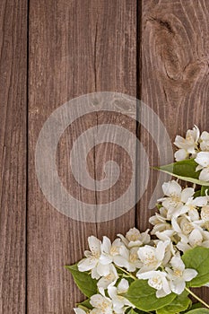 Flowers of jasmine on wooden background