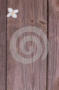 Flowers of jasmine on wooden background