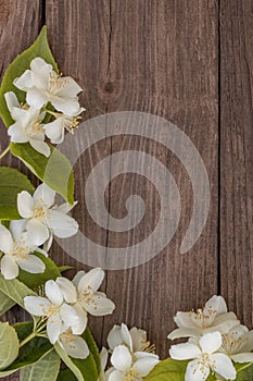Flowers of jasmine on wooden background