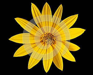 Flowers of Jerusalem Artichoke Earth Apple, lat. Helianthus tuberosus L. or girasol, isolated on black background photo