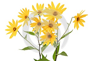 Flowers of Jerusalem Artichoke Earth Apple, lat. Helianthus tuberosus L. or girasol, isolated on white background photo