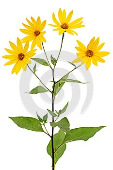 Flowers of Jerusalem Artichoke Earth Apple, lat. Helianthus tuberosus L. or girasol, isolated on white background photo