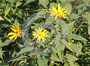 Flowers of Jerusalem artichoke plant or Helianthus tuberosus