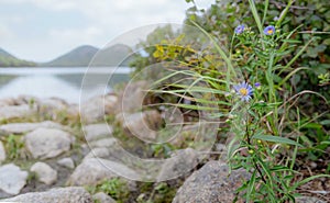 Flowers at Jordan Pond Acadia National Park Maine